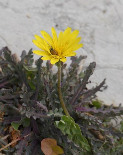 Réf. 226 888 : Cryptocephalus rugicollis